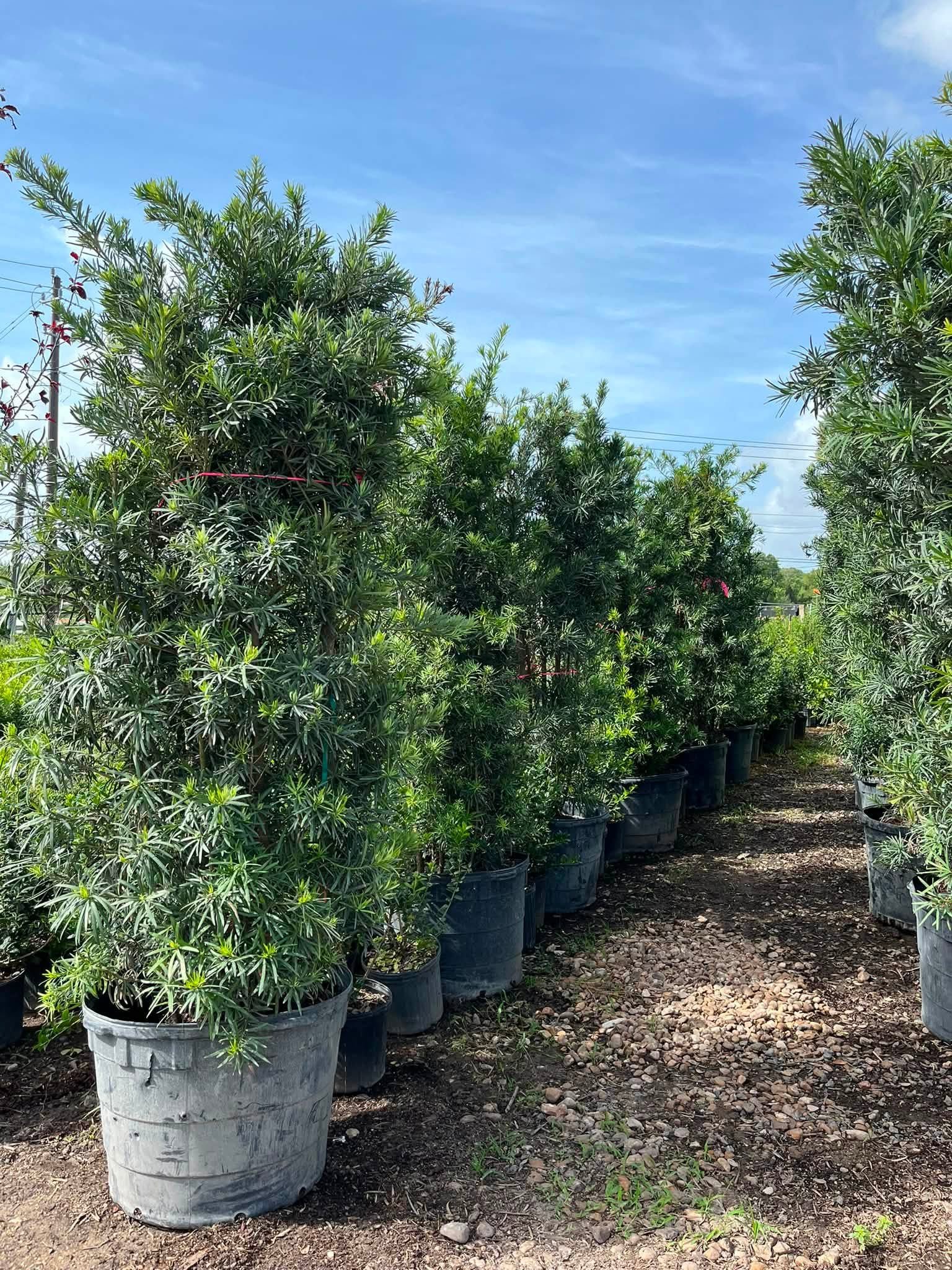 Rows of healthy potted trees